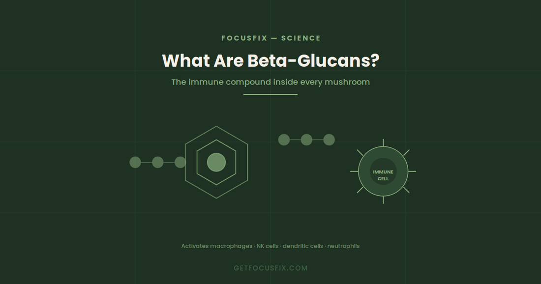 What Are Beta-Glucans? The Immune Compound Inside Every Mushroom Supplement
