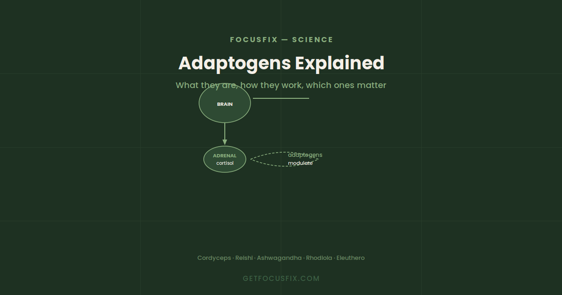 Adaptogens Explained: What They Are, How They Work, and Which Ones Matter
